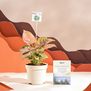 Syngonium Pink Plant For Environment Day Gifting