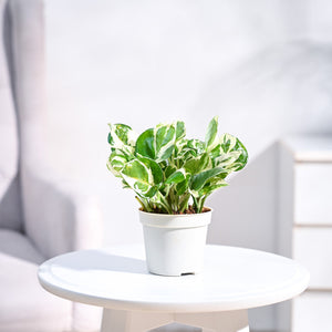 Ganpati Decor Festive Bundle