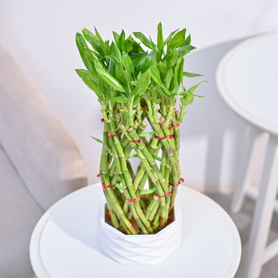 Pineapple Lucky Bamboo Plant