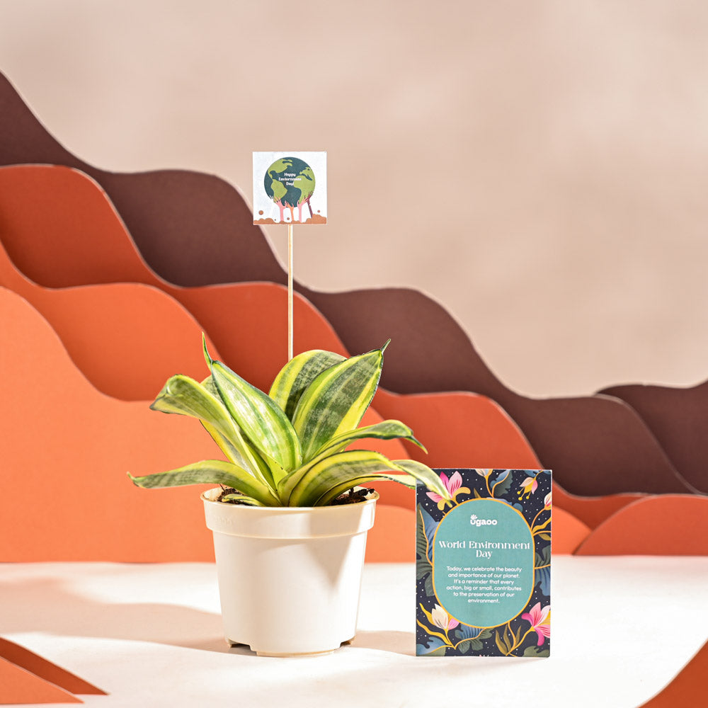Snake Plant - Golden For Environment Day Gifting