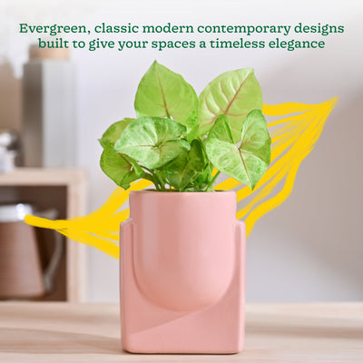 Cats are Gods Ceramic Planter