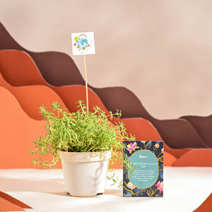 Golden Sedum Plant For Environment Day Gifting