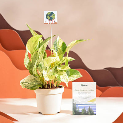 Money Plant Marble For Environment Day Gifting