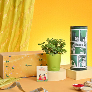 Rakhi Gift for Sister - Jade Mini with Chocolate Box and Brownie