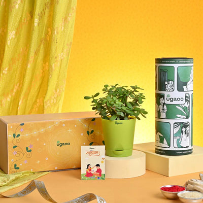 Rakhi Gift for Sister - Jade Mini with Chocolate Box and Brownie