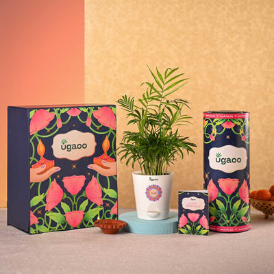 Bamboo Palm Plant & Bombay Sweet Shop Diwali Gift Hamper