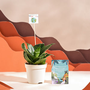 Snake Plant - Green For Environment Day Gifting
