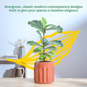 Blushing Sun Ceramic Planter