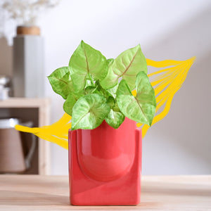 Cats are Gods Ceramic Planter