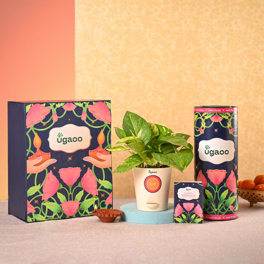 Money Plant Variegated & Phool Diwali Gift Hamper