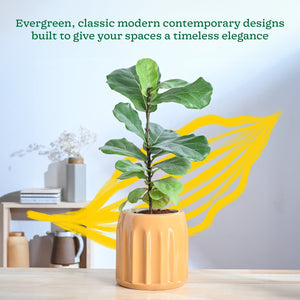 Blushing Sun Ceramic Planter