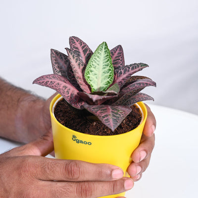 Euphorbia Francoisii Hybrid