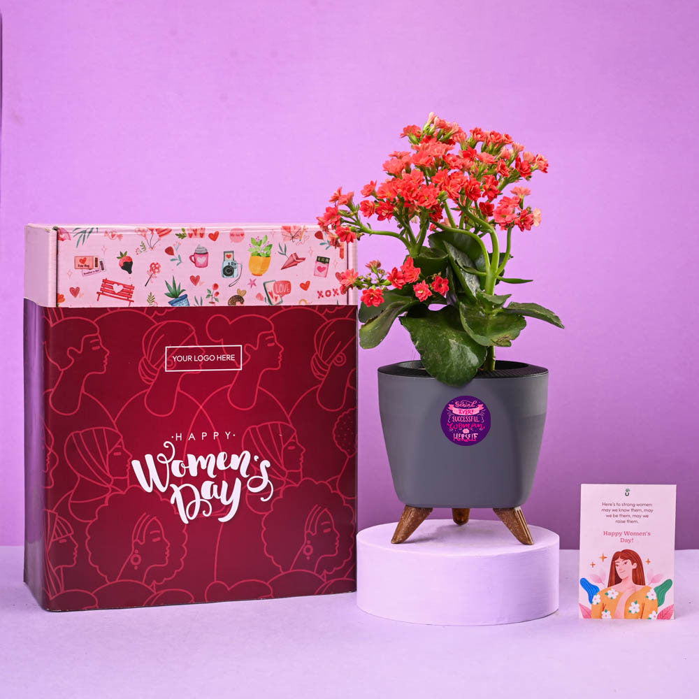Kalanchoe Mix Joy Women's Day Gift