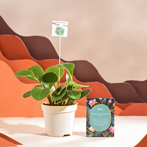 Peperomia Green Plant For Environment Day Gifting
