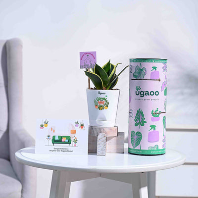 Snake Plant - Golden Hahnii Housewarming Gift Hamper