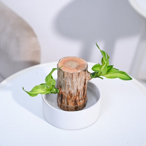 Brazilian Wood Plant