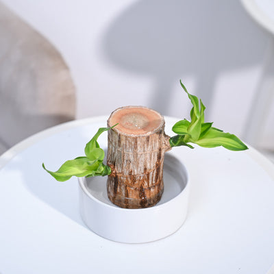 Brazilian Wood Plant