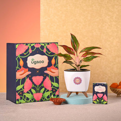 Aglaonema Red Plant & Phool Diwali Gift Hamper