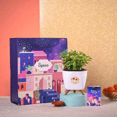 Jade Mini & Phool Incense Diwali Gft Hamper