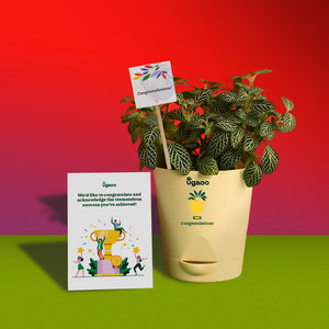 Fittonia Plant with Honey and Almond Cookies & Choco-Coated Hazelnuts