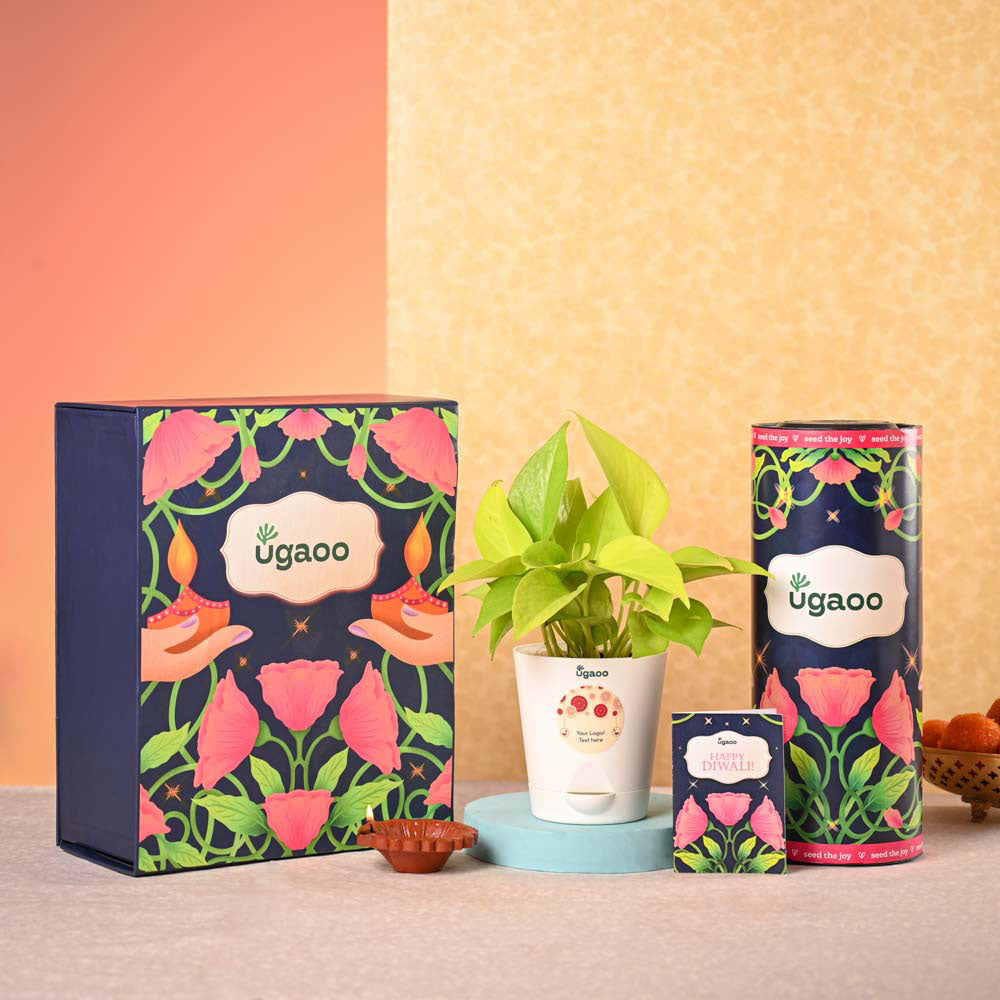 Money Plant Golden Plant & Tea Trunk Diwali Gift Hamper