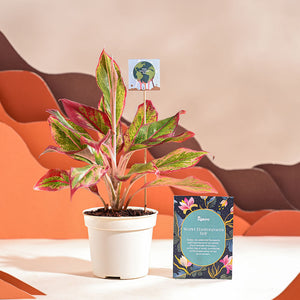 Aglaonema Red Plant For Environment Day Gifting
