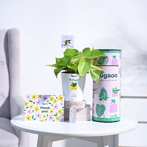 Philodendron Golden Thank you Gift Hamper