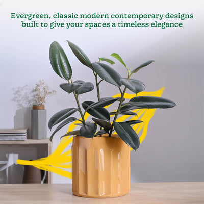 Blushing Sun Ceramic Planter