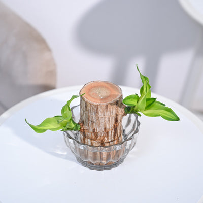 Brazilian Wood Plant