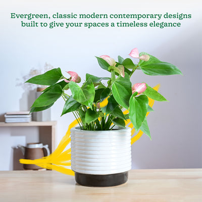 Untold stories Ceramic Planter