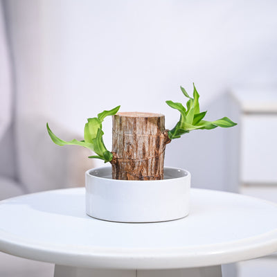 Brazilian Wood Plant