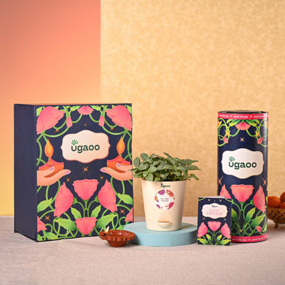 Fittonia Green Plant & Smoor Diwali Gift Hamper