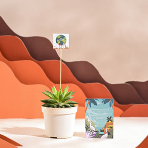 Haworthia Turgida For Environment Day Gifting