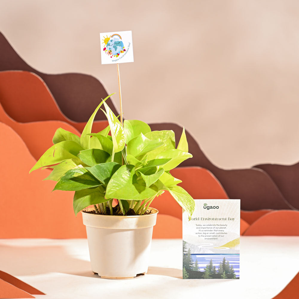 Money Plant Golden For Environment Day Gifting