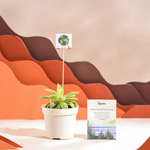 Haworthia Cooperi Fleshy For Environment Day Gifting