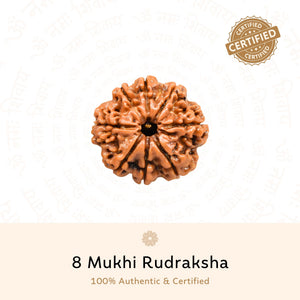 8 Mukhi Rudraksha ( Nepali )
