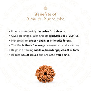 8 Mukhi Rudraksha ( Nepali )