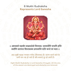 8 Mukhi Rudraksha ( Nepali )