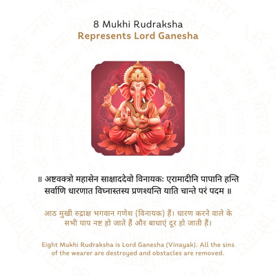 8 Mukhi Rudraksha ( Nepali )