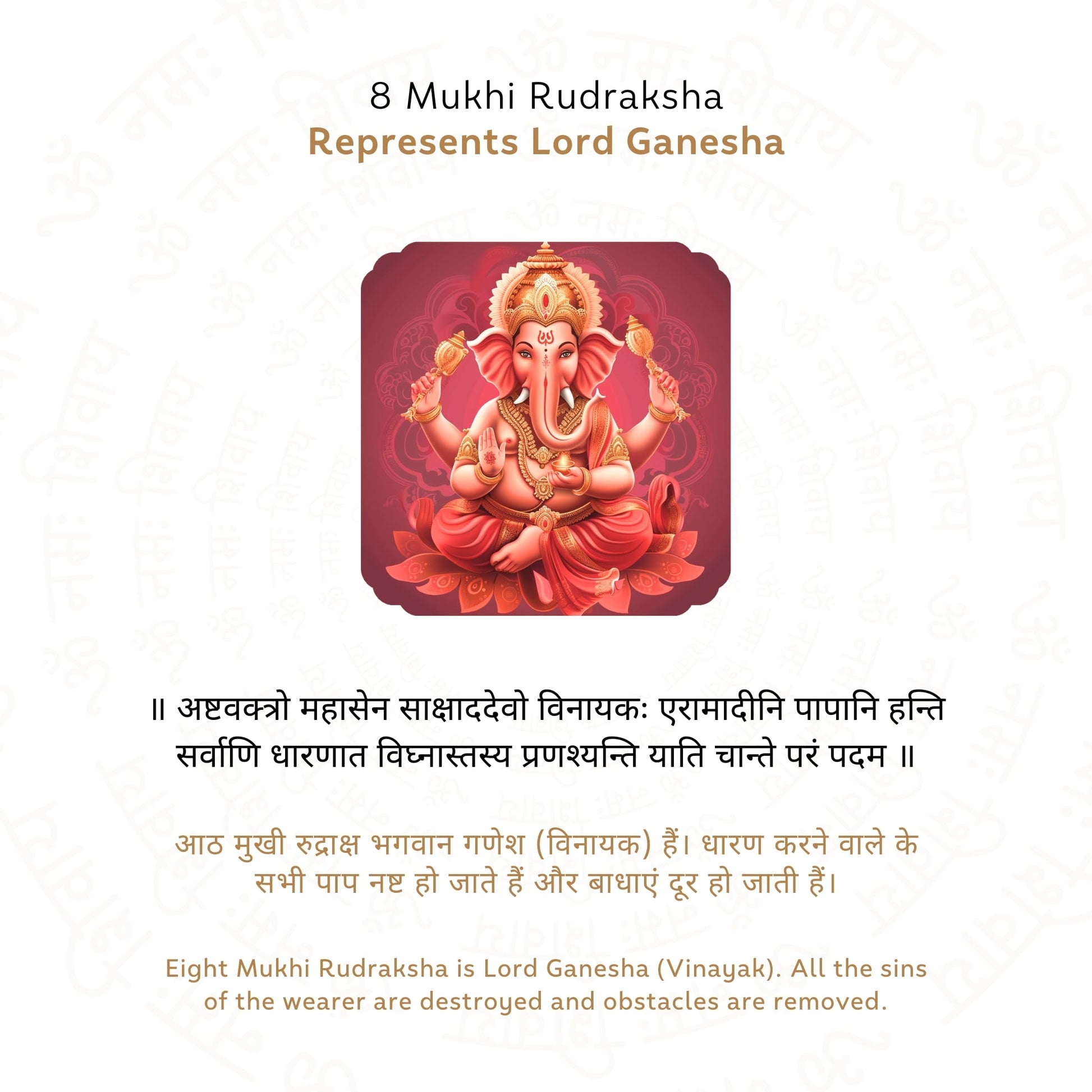 8 Mukhi Rudraksha ( Nepali )