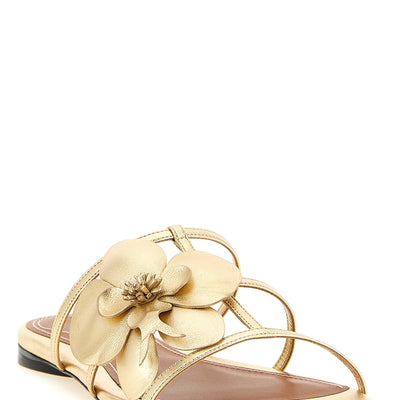 Zimmermann Orchid Slides