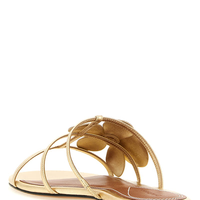 Zimmermann Orchid Slides