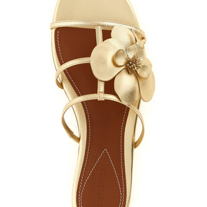 Zimmermann Orchid Slides