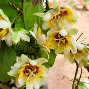 Passiflora holosericea (Krishna Kamal) Yellow Flowering Live Plant