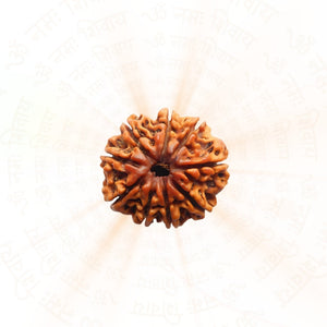 9 Mukhi Rudraksha ( Nepali )