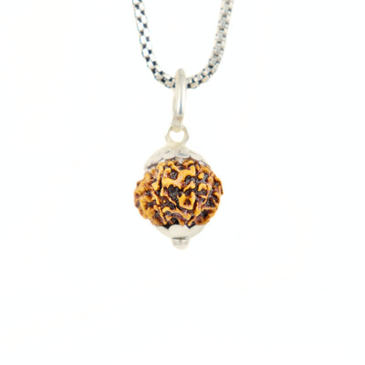 Silver Capping 12 Mukhi Rudraksha Pendant With Chain ( Nepali )