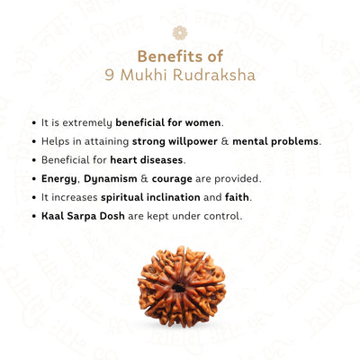 9 Mukhi Rudraksha ( Nepali )