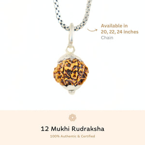 Silver Capping 12 Mukhi Rudraksha Pendant With Chain ( Nepali )