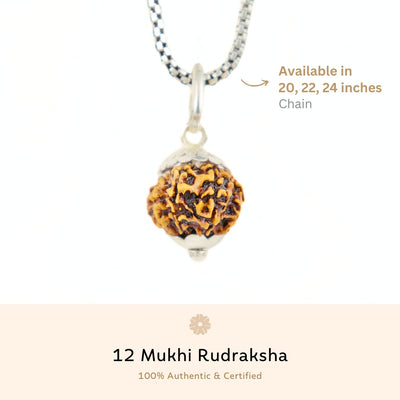 Silver Capping 12 Mukhi Rudraksha Pendant With Chain ( Nepali )