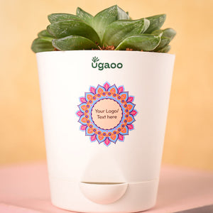 Haworthia Cymbiformis Plant and Nutki Snacks Diwali Gift Hamper